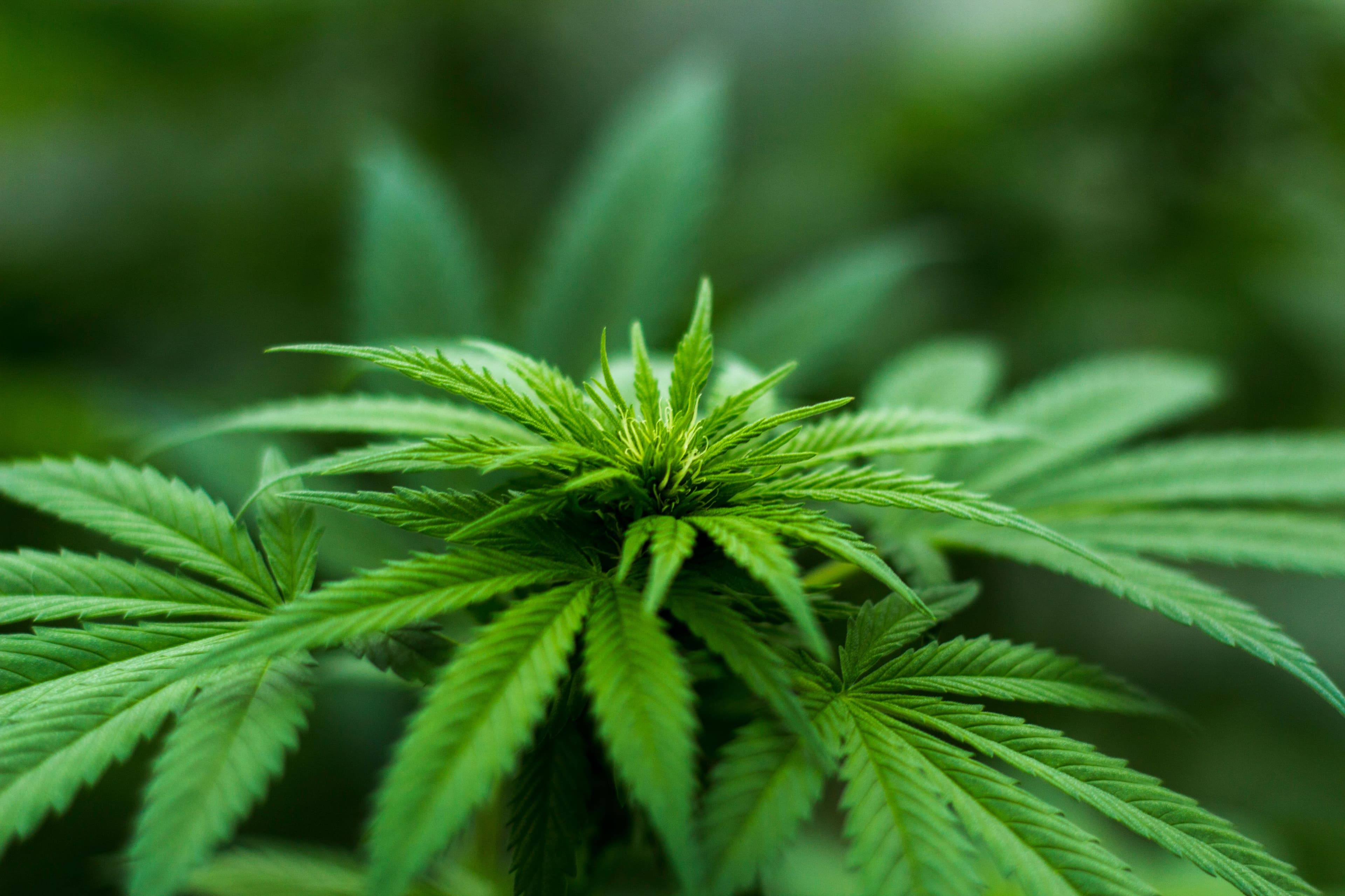 Detail einer Cannabispflanze