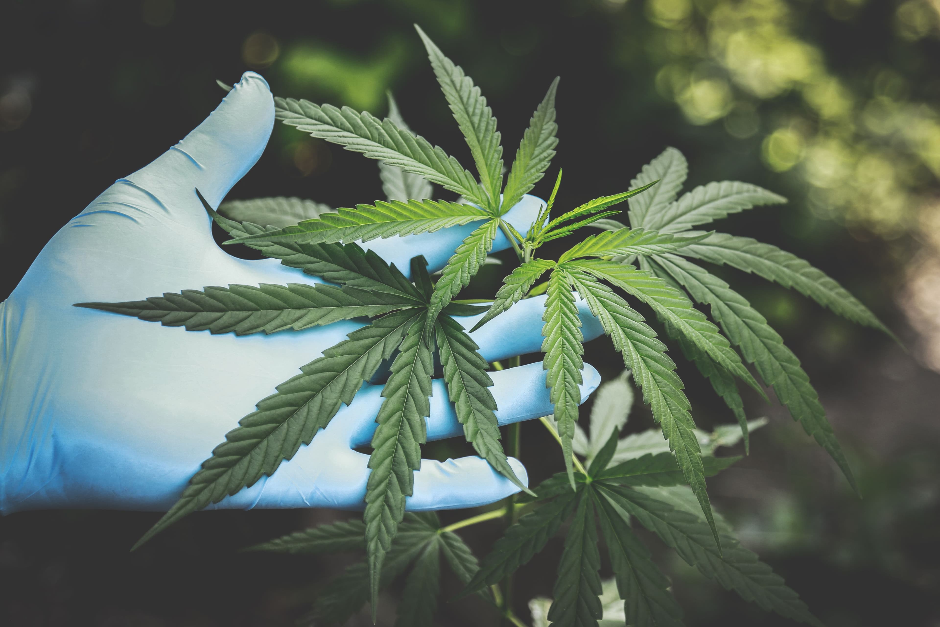 Behandschuhte Hand bei der Sichtprüfung einer Cannabispflanze